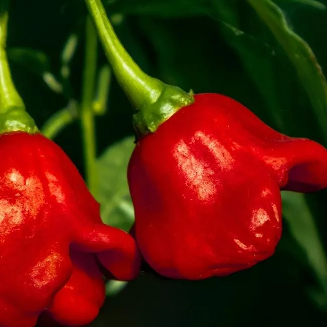 Bishops Crown Pepper Seeds